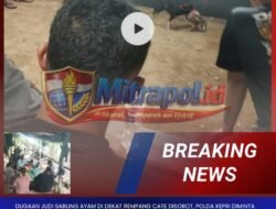Dugaan Judi Sabung Ayam, Dadu dan Kartu di Dekat Rempang Cate Disorot, Polda Kepri Diminta Bertindak