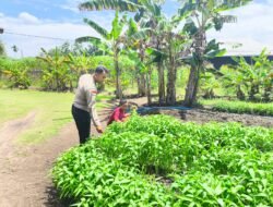 Polsek Tebing Tinggi Barat Dorong Ketahanan Pangan Lewat Budidaya Kangkung